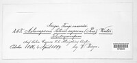 Melampsora caprearum image